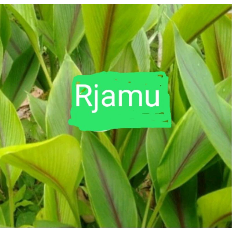 

Daun Temulawak Segar 10 lembar