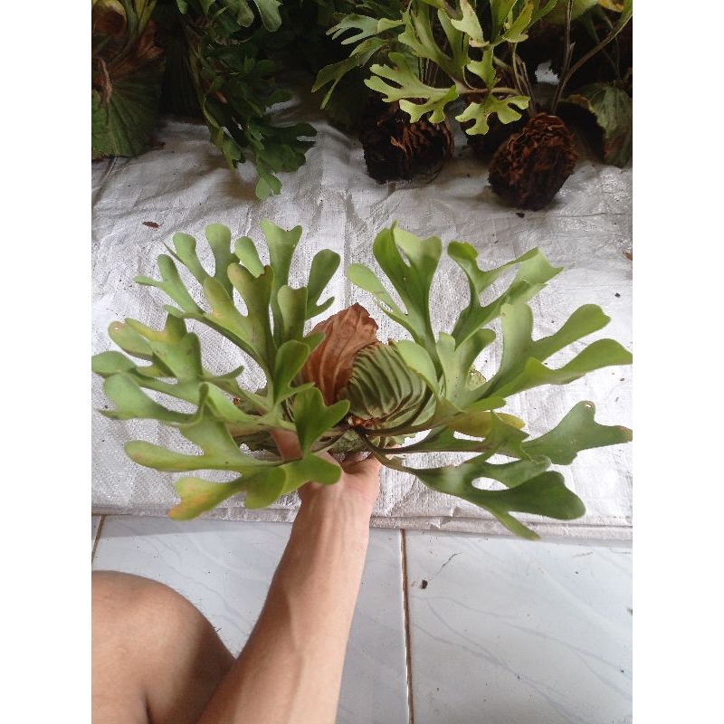 platycerium ridleyi ukuran M