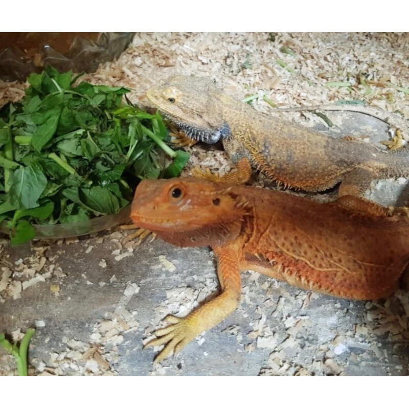 sepasang bearded dragon dewasa,,yang betina sudah proven satu kali.