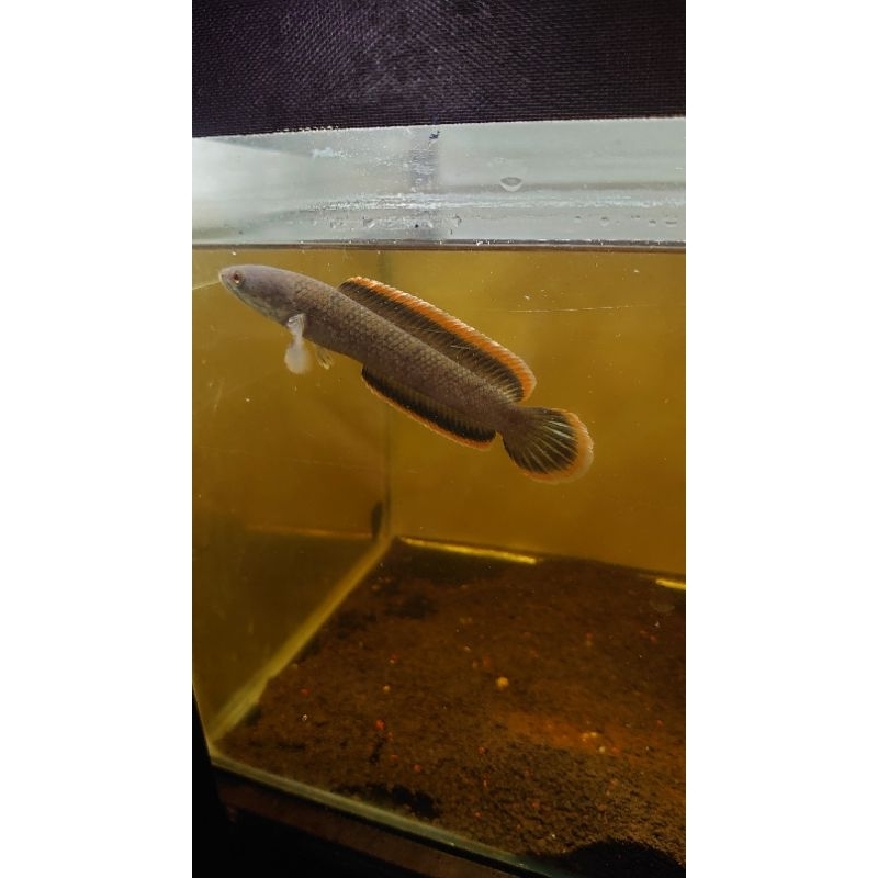 Limbata CB rim tebal