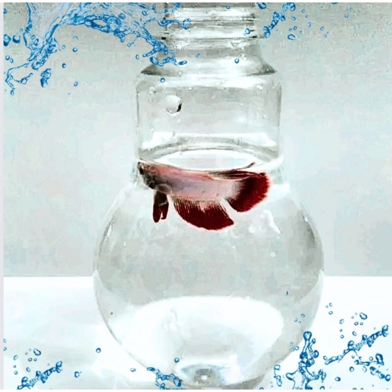 Aquarium Botol Ikan Cupang Bentuk Lampu Bohlam