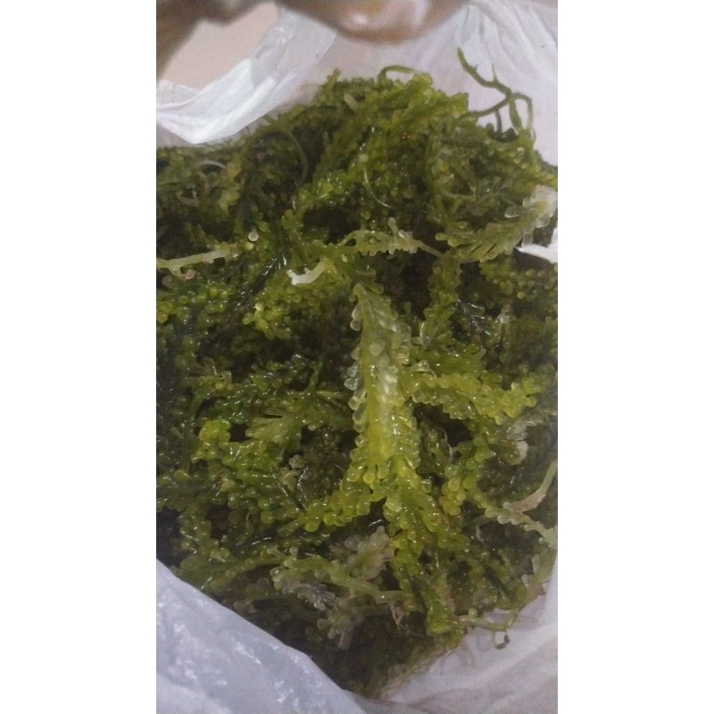 

500g Anggur laut/sea grapes/Latoh/Lawi-Lawi/Umibudo Segar