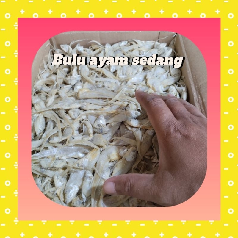 

1000 gr Teri Jengki bulat, Jambrong, Bulu ayam