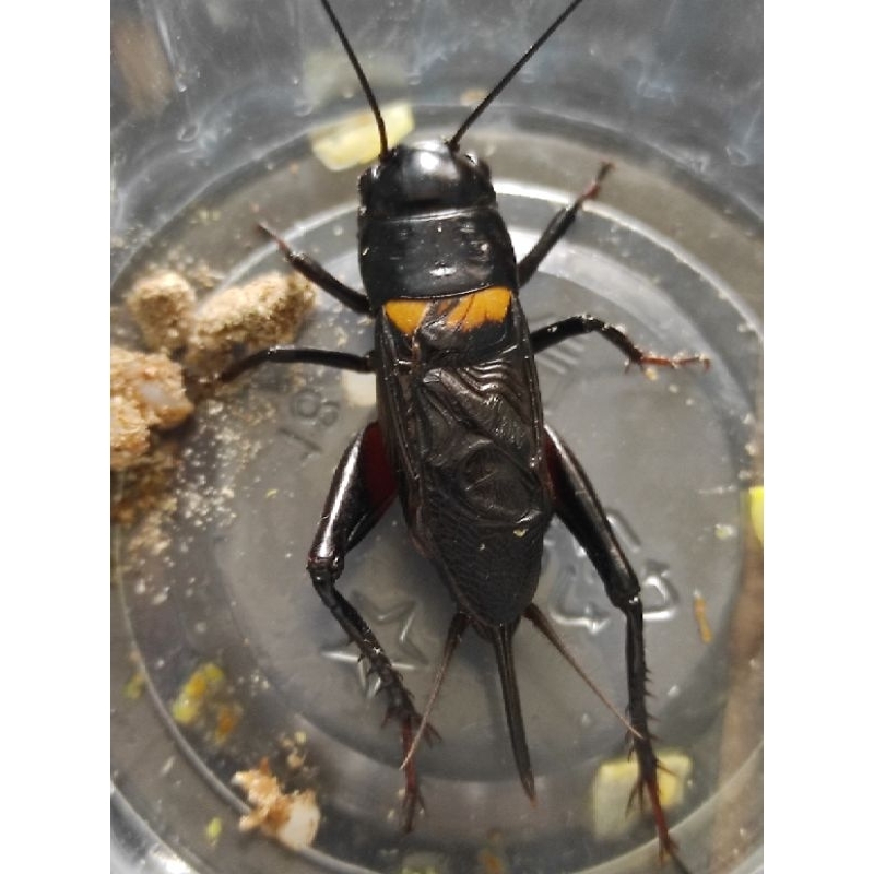 Jangkrik aduan super jumbo