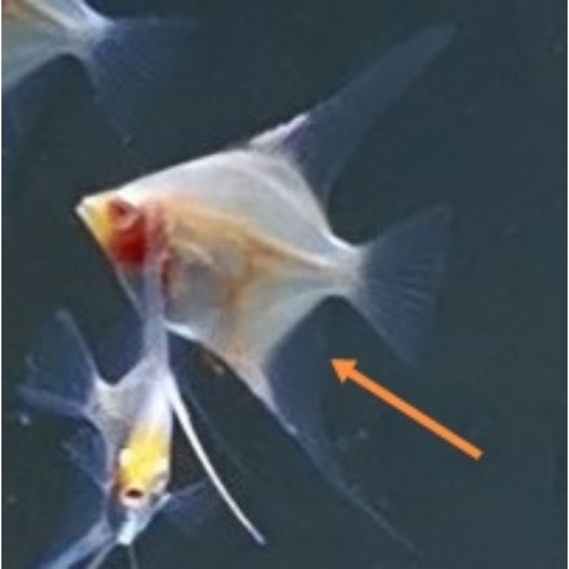 Ikan hias Angelfish atau Manfish Red Eye Albino. ukuran kurleb 2-3cm varian snow white (putih polos)