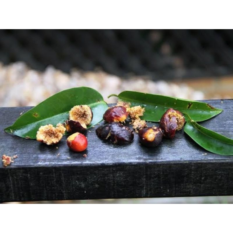 Seeds / biji Ficus stricta plants caudex