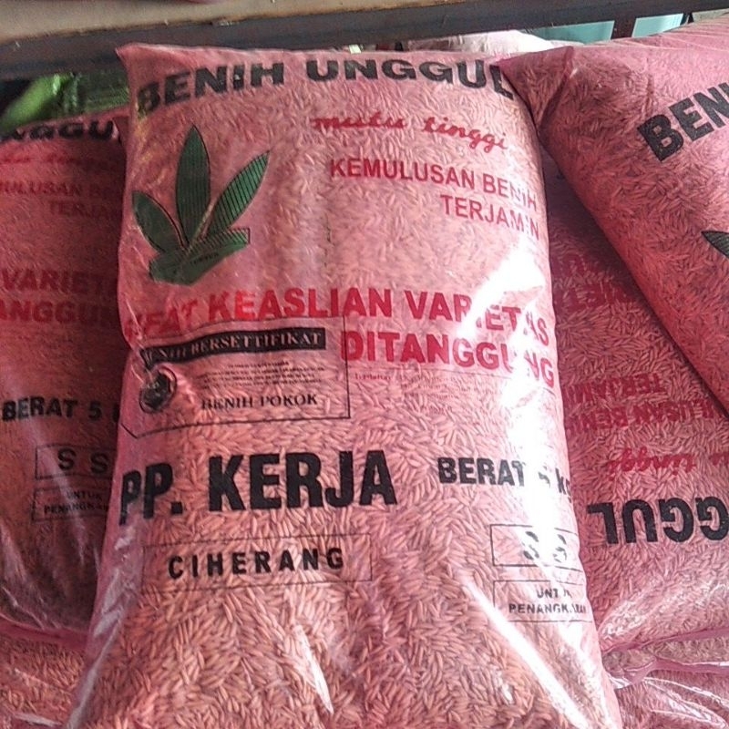 padi ciherang pp kerja boyolali