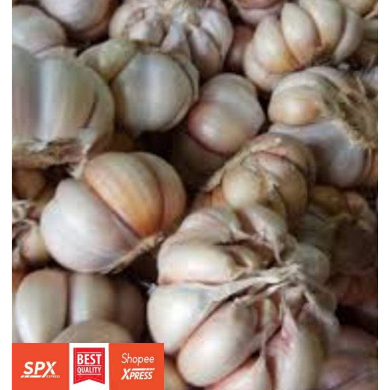 

Bawang Putih Besar Berkualitas Super250g