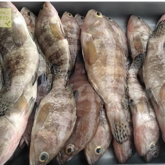 

Ikan Kerapu Segar Ikan Kerapu Kodok 1Kg