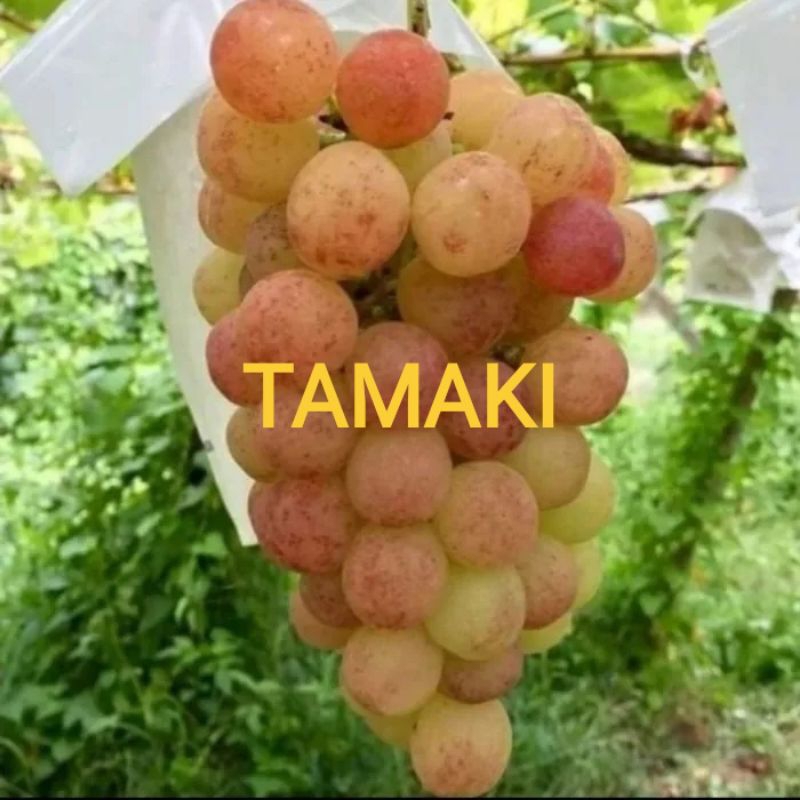 

Anggur Tamaki