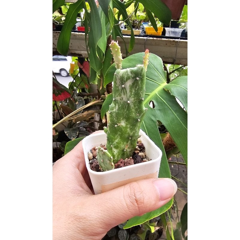 Opuntia Variegata Cactus