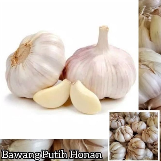 

Bay@r Di Tempat Bawang Putih HONAN Bonggol Garlic Grade A 1 kg JANGAN LUPA BELI KARDUS Musim Promo