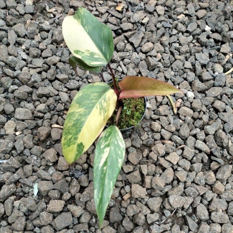 philodendron strawberry shake