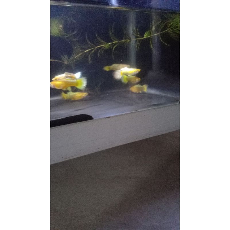 Guppy GOLD  size indukan.