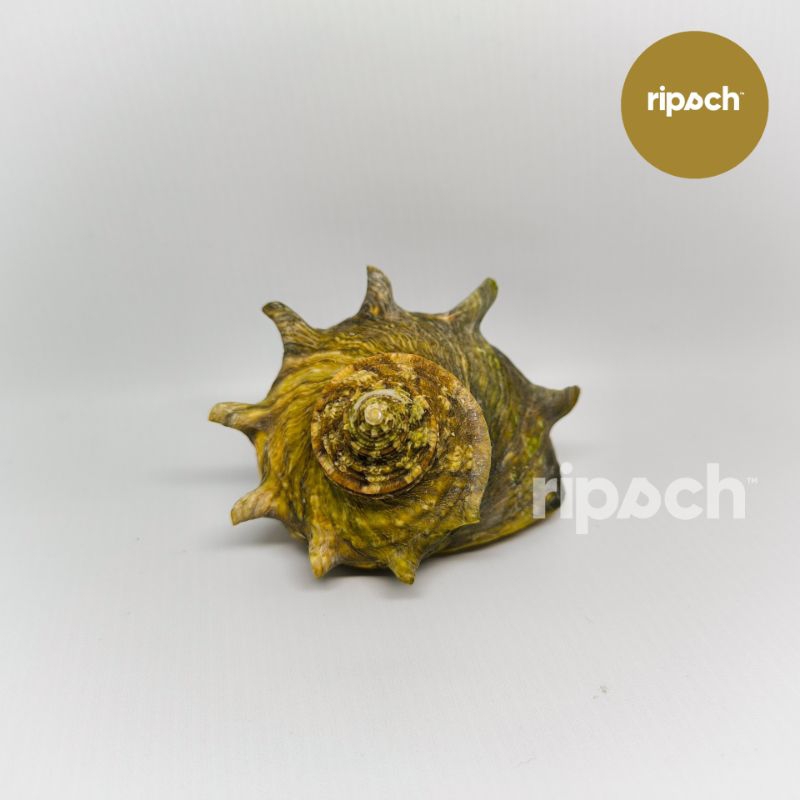 Cangkang Kelomang Turbo Cornutus Sazae 4.8 cm