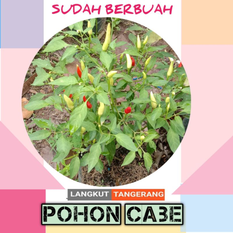 pohon cabe sudah berbuah