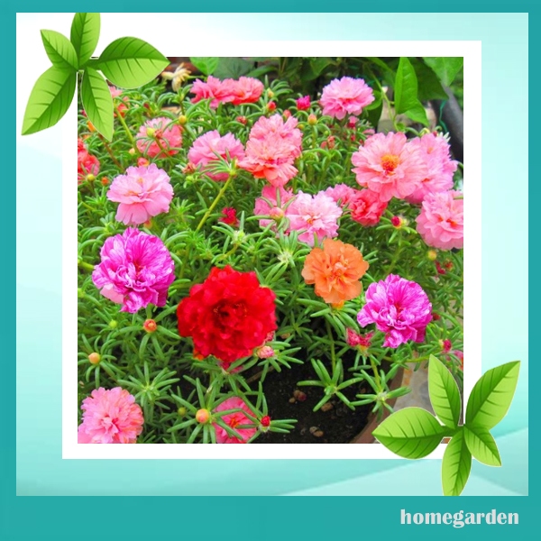 Homegarden 1000 Pcs Benih Bunga Moss Rose Warna Warni Benih Bunga Sutra Bombay Hias Berkualitas