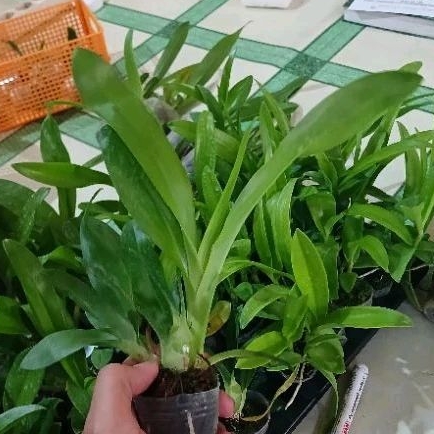 Praremaja Grammatophyllum scriptum
