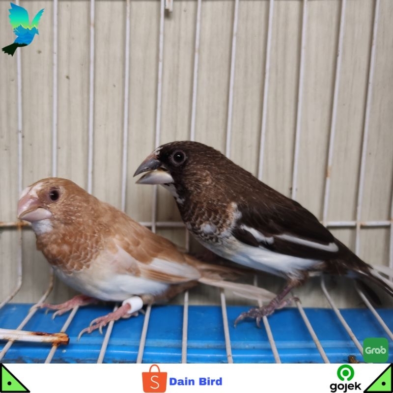 Burung Emprit Jepang Siapan Sepasang Siap Ternak