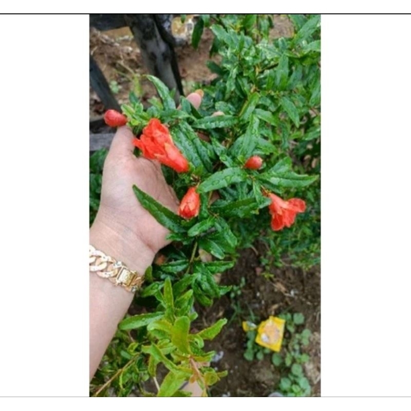 

Daun Delima Segar 50gram 100% Alami