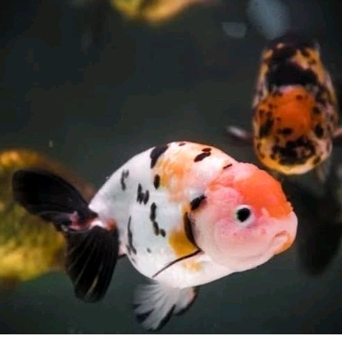 Cat kamar hitam putih sapian cow sapi ranchu import