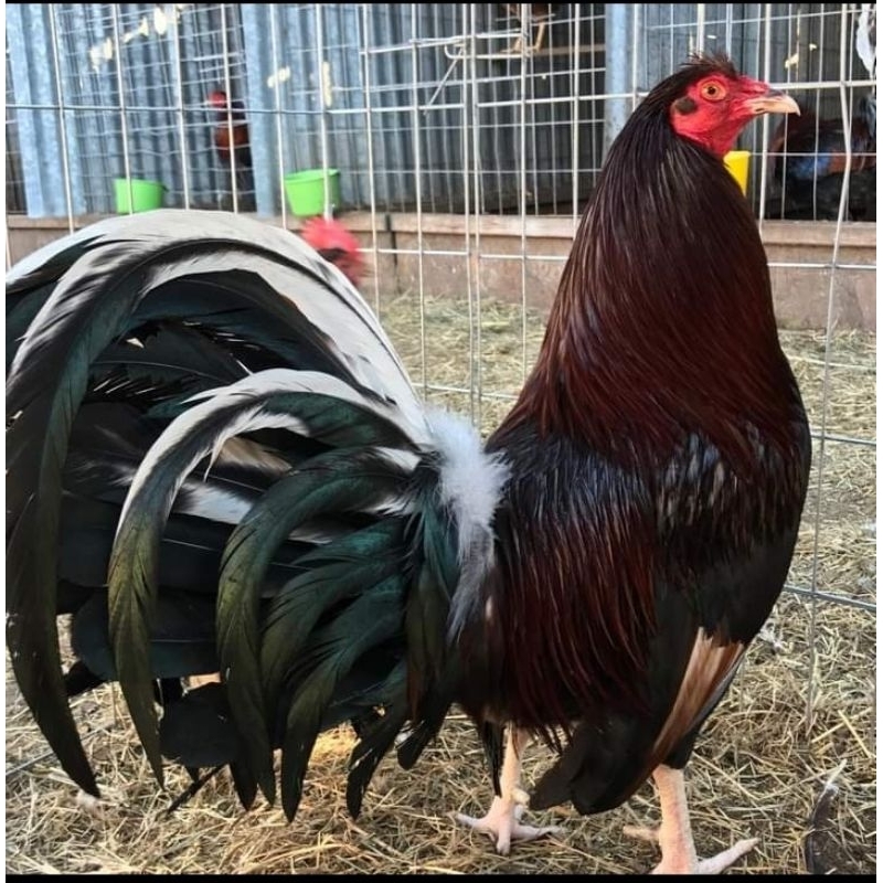 

telur ayam fertil sweter ak 47 paket 4 butir