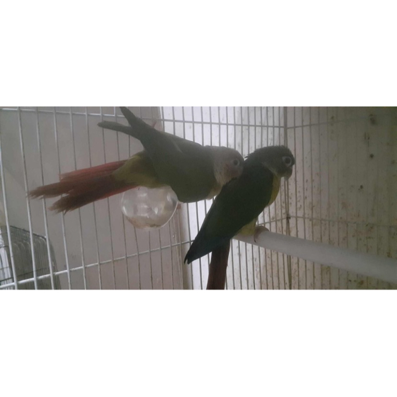 ysc(yellow side conure)