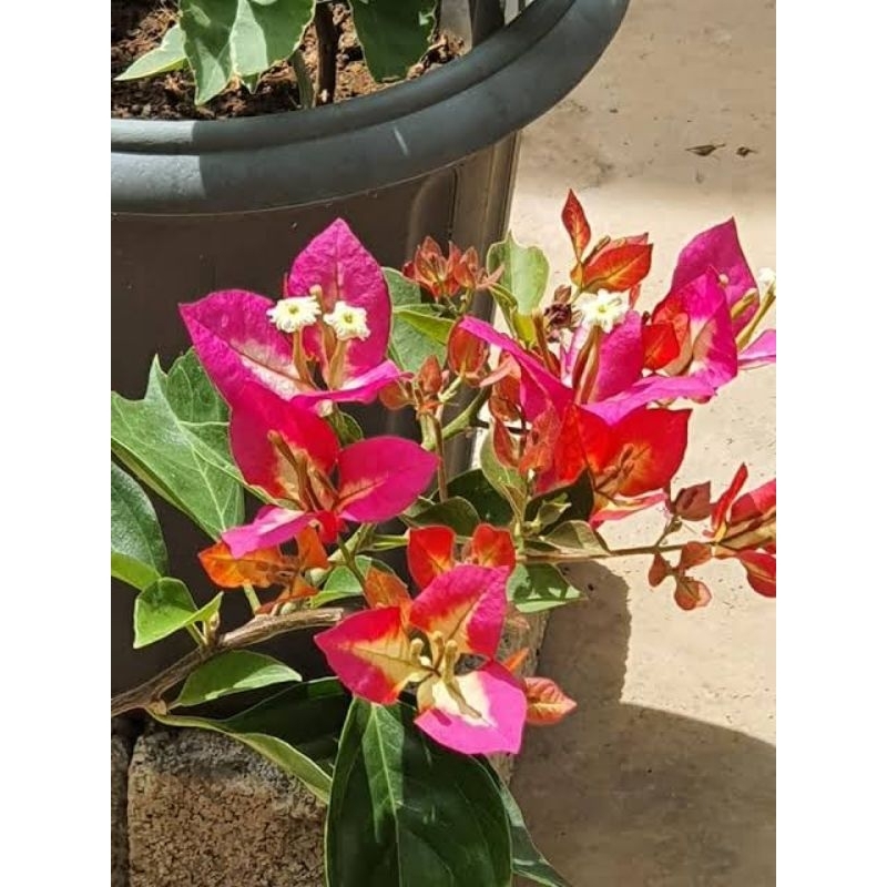 bougenville grafting sufia indiana