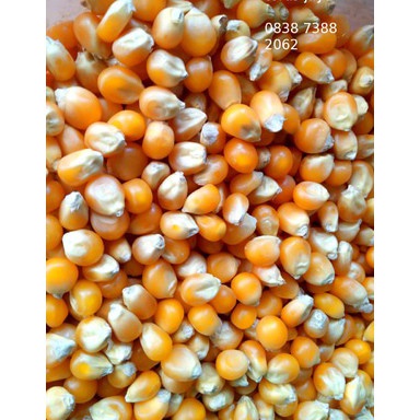 

Popcorn Mentah Mushroom 1Kg Jumbo Mushroom Kiloan Popcorn Bulat Jamur 1 Kg Popcorn Mushroom 1 Kg fwiqe