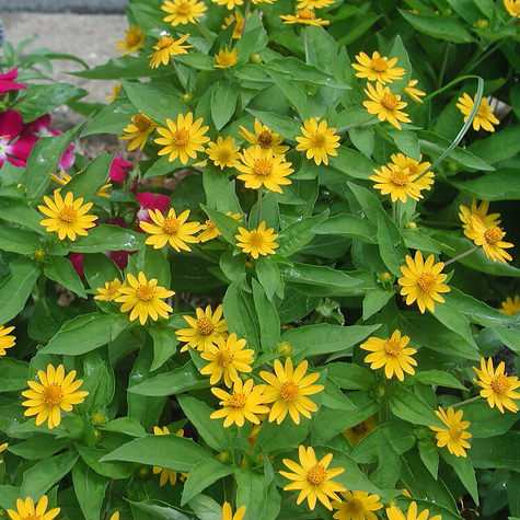 Tanaman Hias Daisy Kuning (Seribu Bintang)