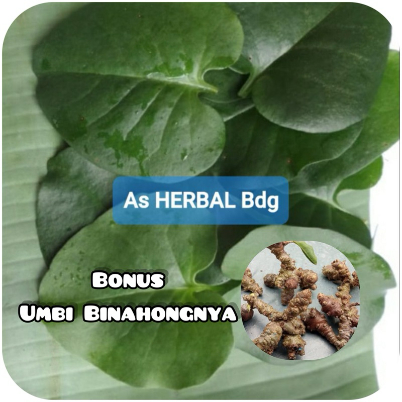 

Daun Binahong Segar BONUS umbi binahongnya