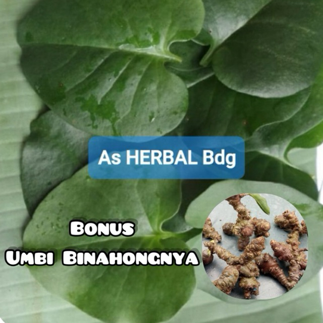 

Promo Daun Binahong Segar Paket 1 Kg BONUS umbinya-az