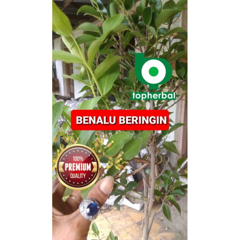 

Benalu Beringin Kering Hijau 500 Gram