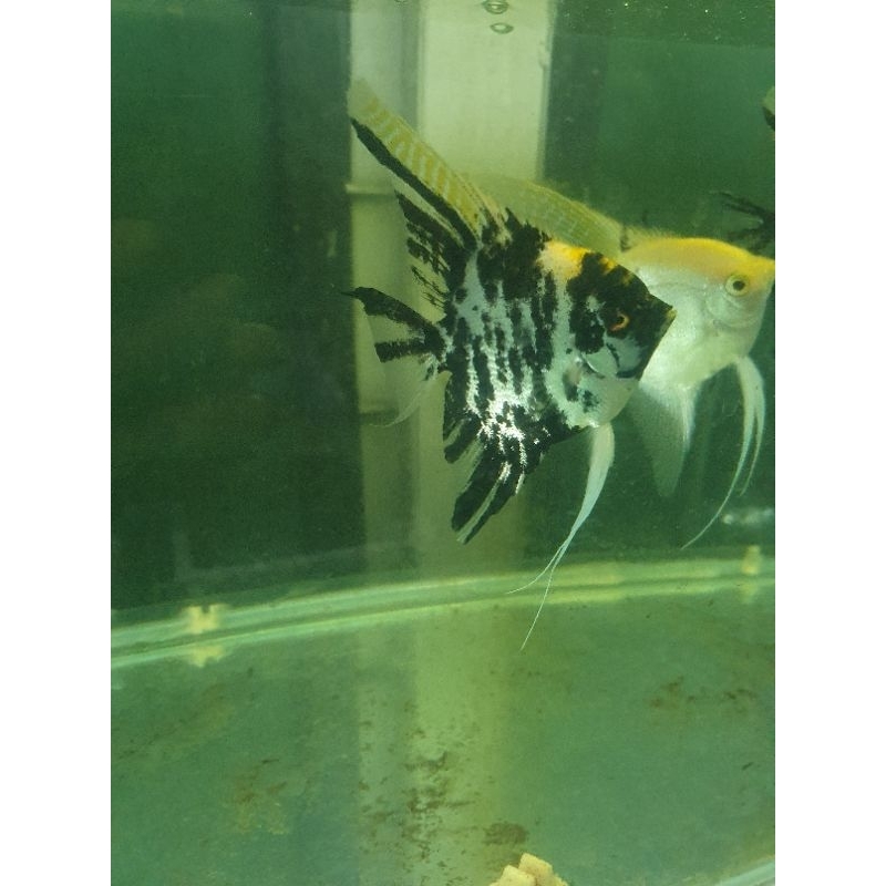 Ikan Hias Manfish Tricolor BW Slayer Platinum Red Eye Jakarta Barat
