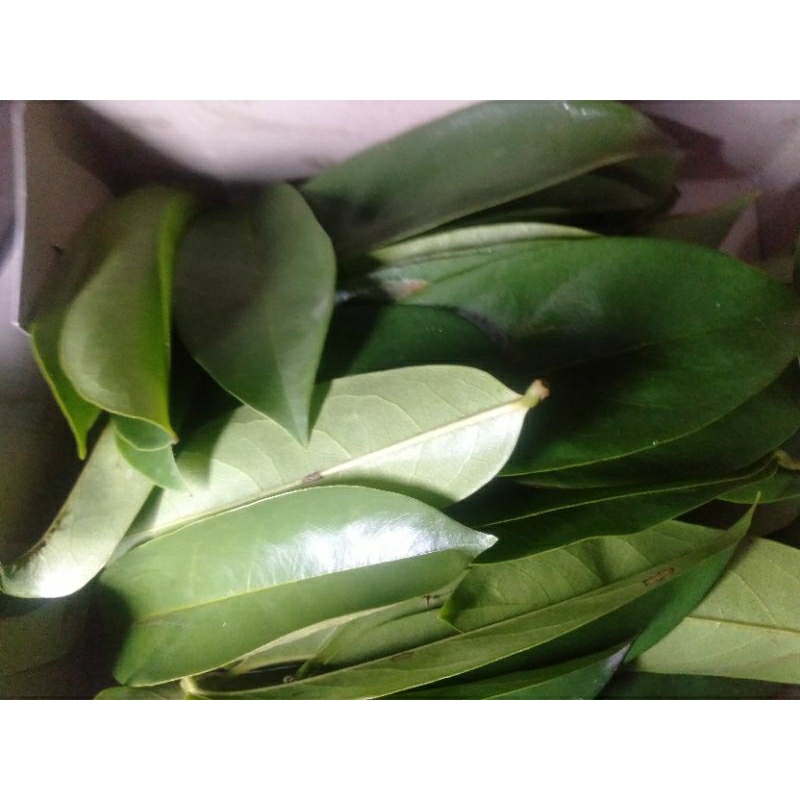 

DAUN SIRSAK PETIK SEGAR HELai