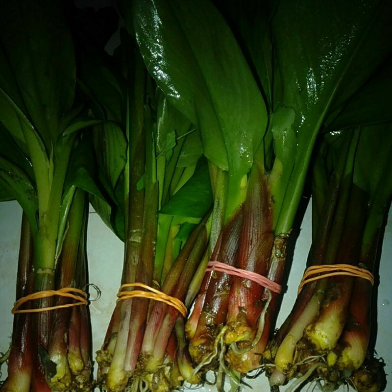 

SAYUR BOROS segar perikat
