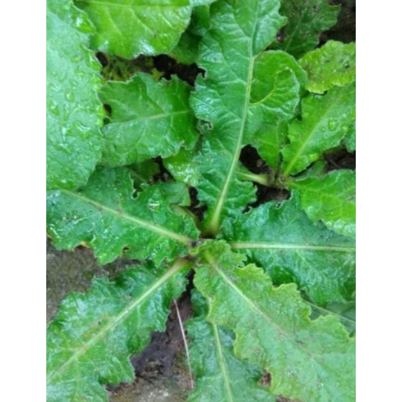 

daun tapak Liman segar 500g