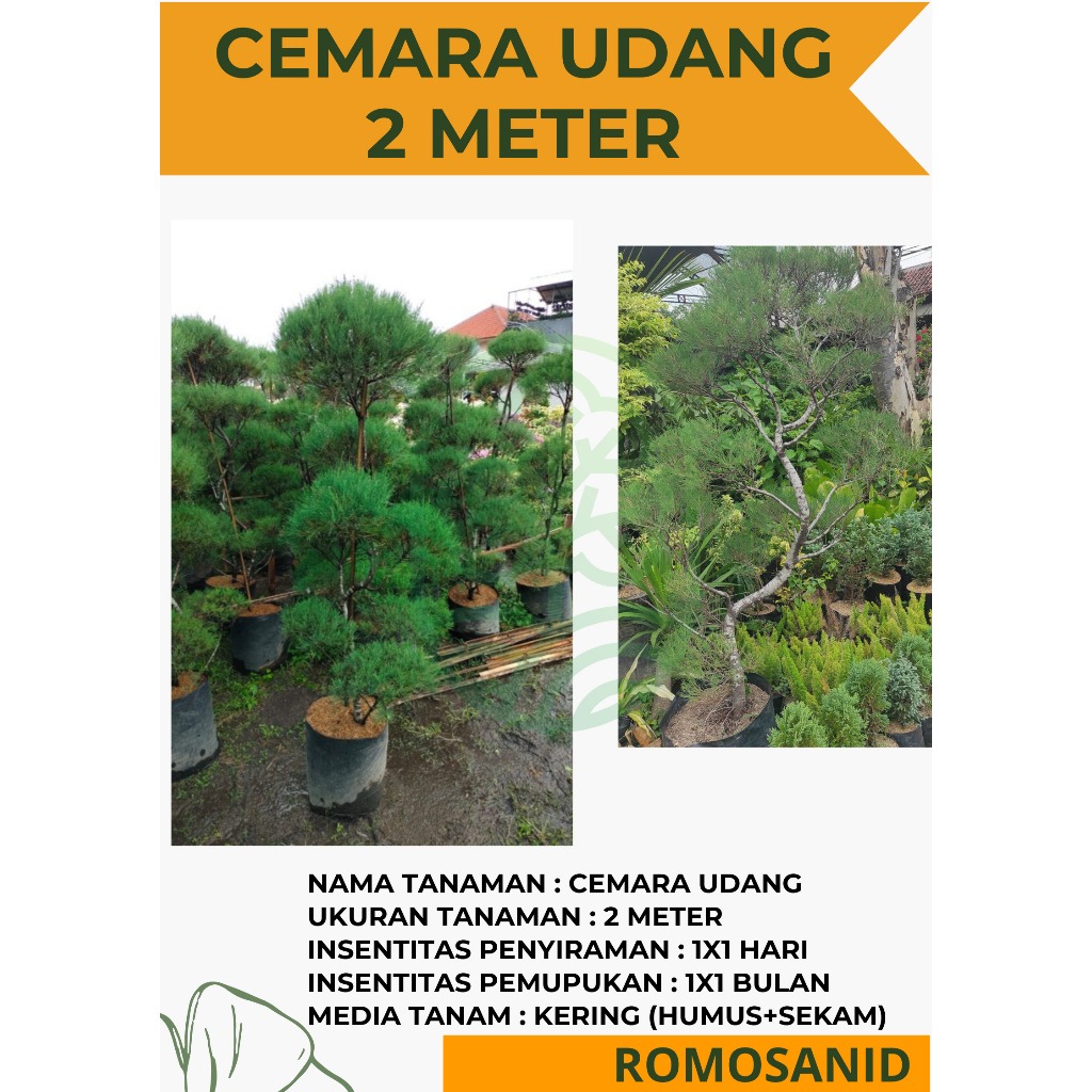 Tanaman Hias Cemara Udang 2 Meter Bonsai - ROMOSAN.ID