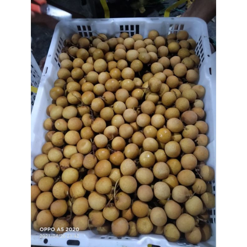 

Lengkeng manis fress 500gr/buah kelengkeng bangkok