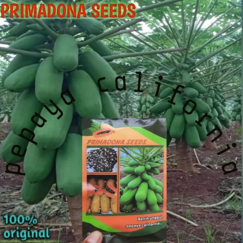 Benih/Bibit,Unggul,Pepaya,calina,california,f1