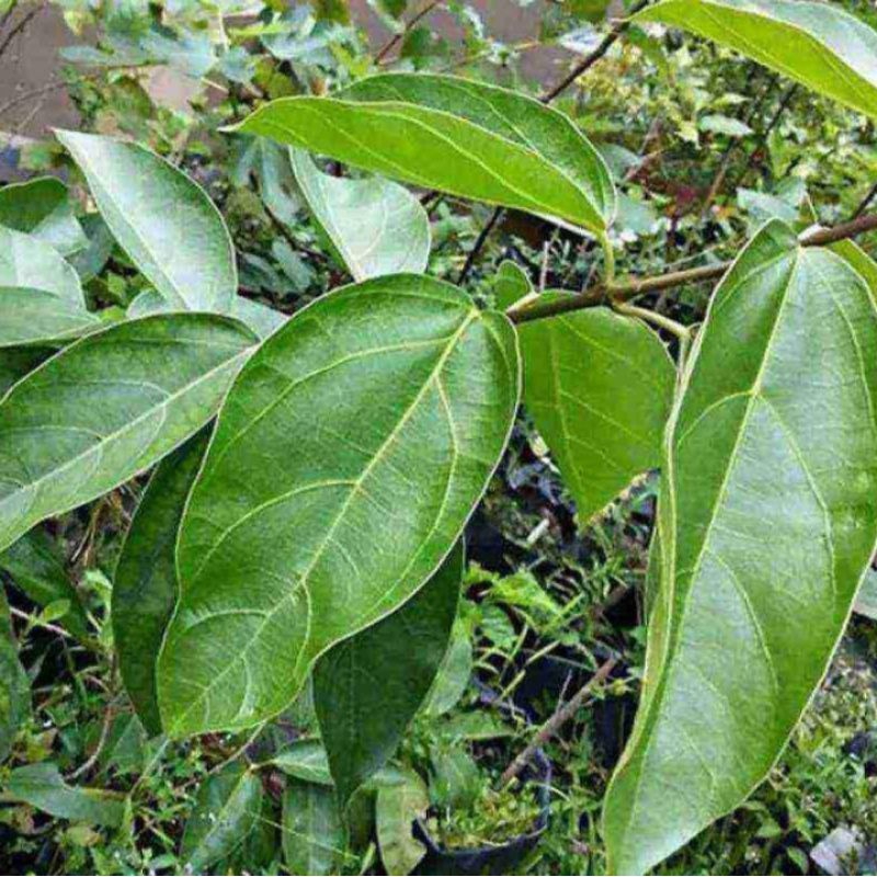 

Daun Cincau paru-cincau hijau