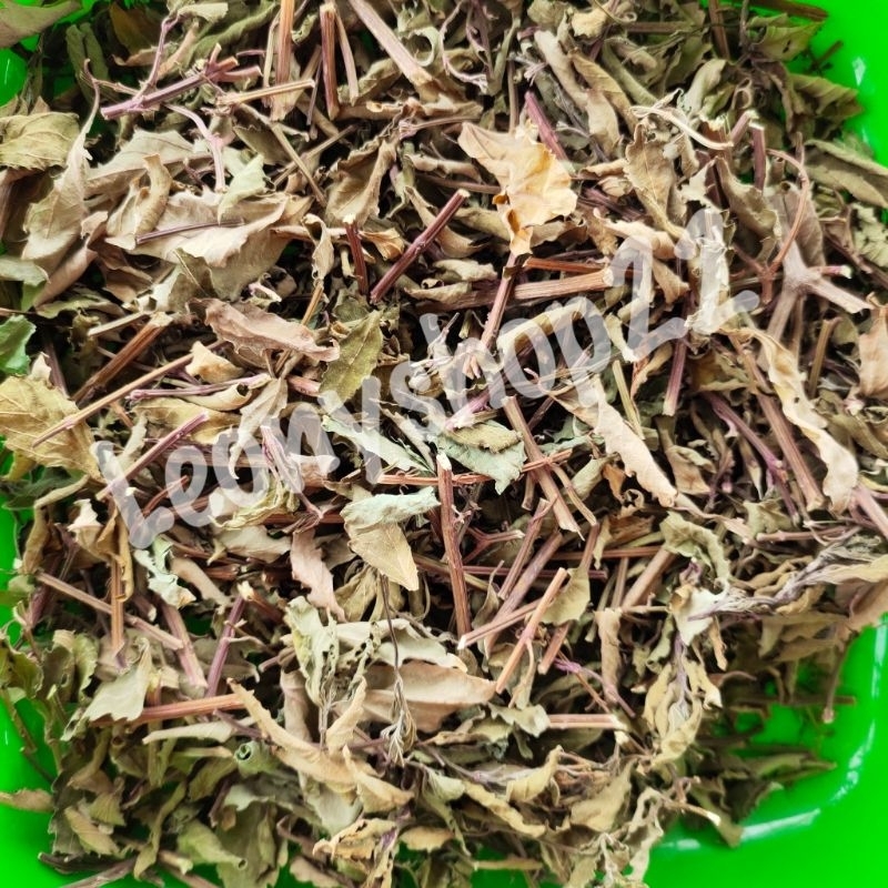 

Daun kumis kucing kering
