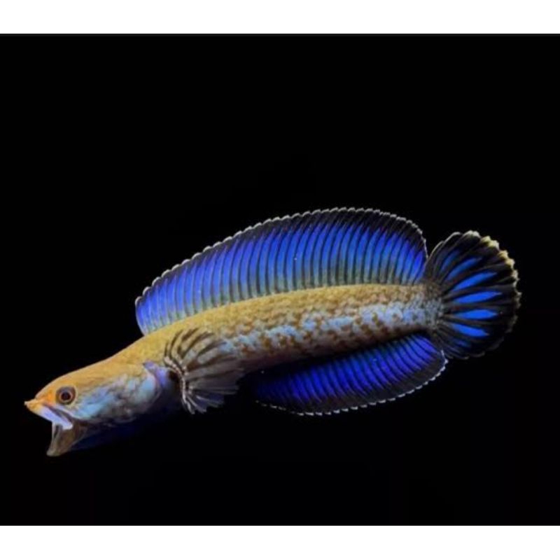 Stiker channa Andrao baby 6-7cm full pelet