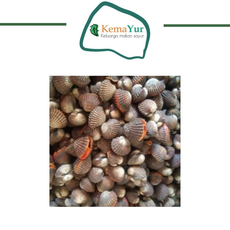 

KERANG DARAH FRESH 500 GR
