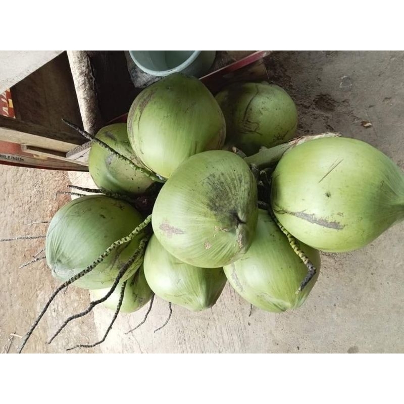 

replika kelapa muda / klamud