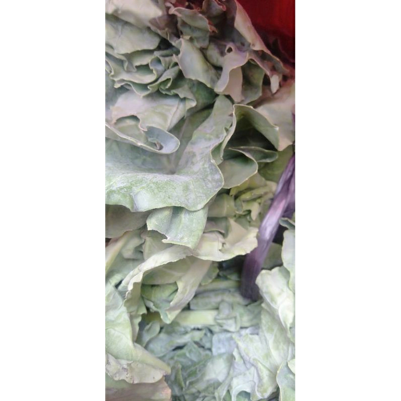 

SAYUR KAILAN SEGAR ikat