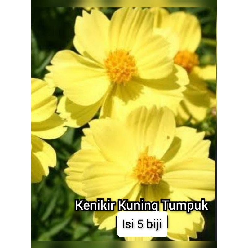Bunga kenikir kuning biji kebun.una