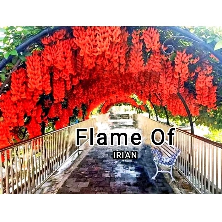 Tanaman Flame Of Irian / Tanaman rambat bunga Merah & Biru