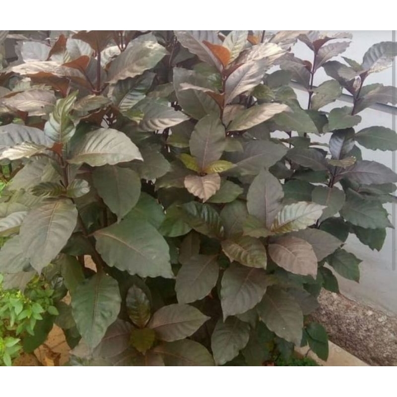 

Daun Ungu Handeuleum Obat Wasir atau Ambeien