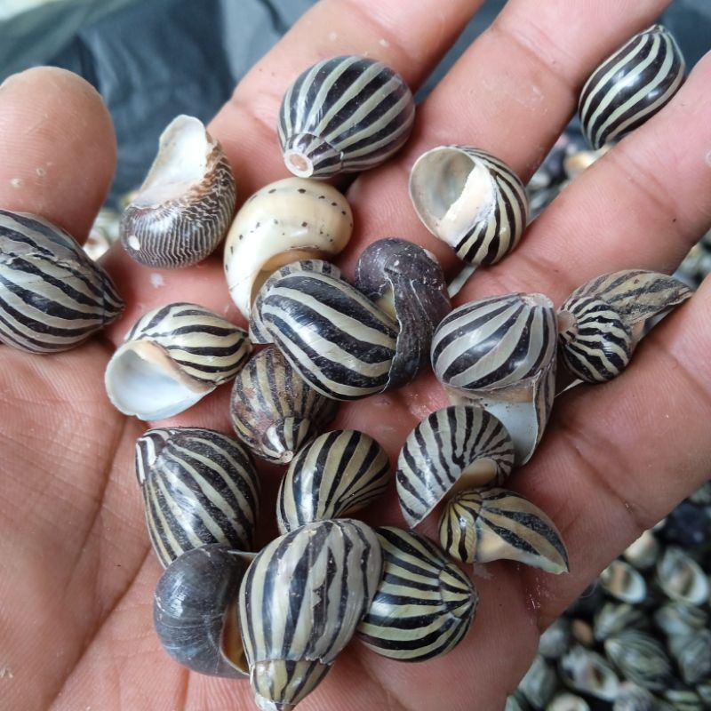 Cangkang kerang Keong Turbo Macan /100 grm